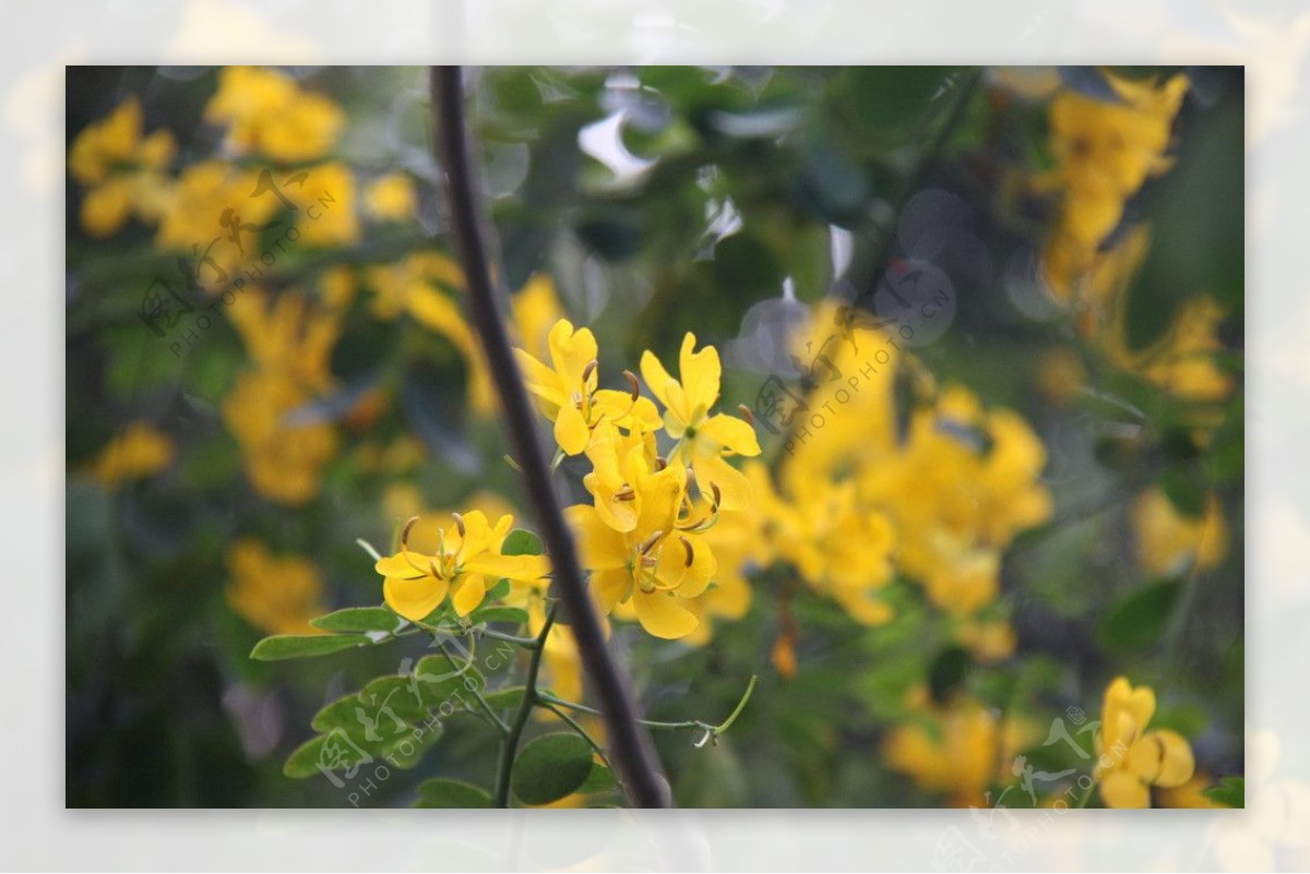 双荚槐花图片