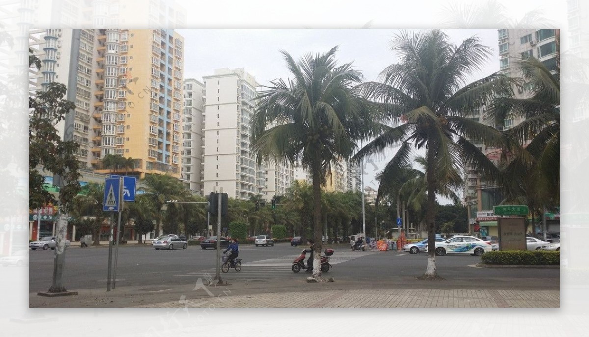 海口街道2月的椰子树图片
