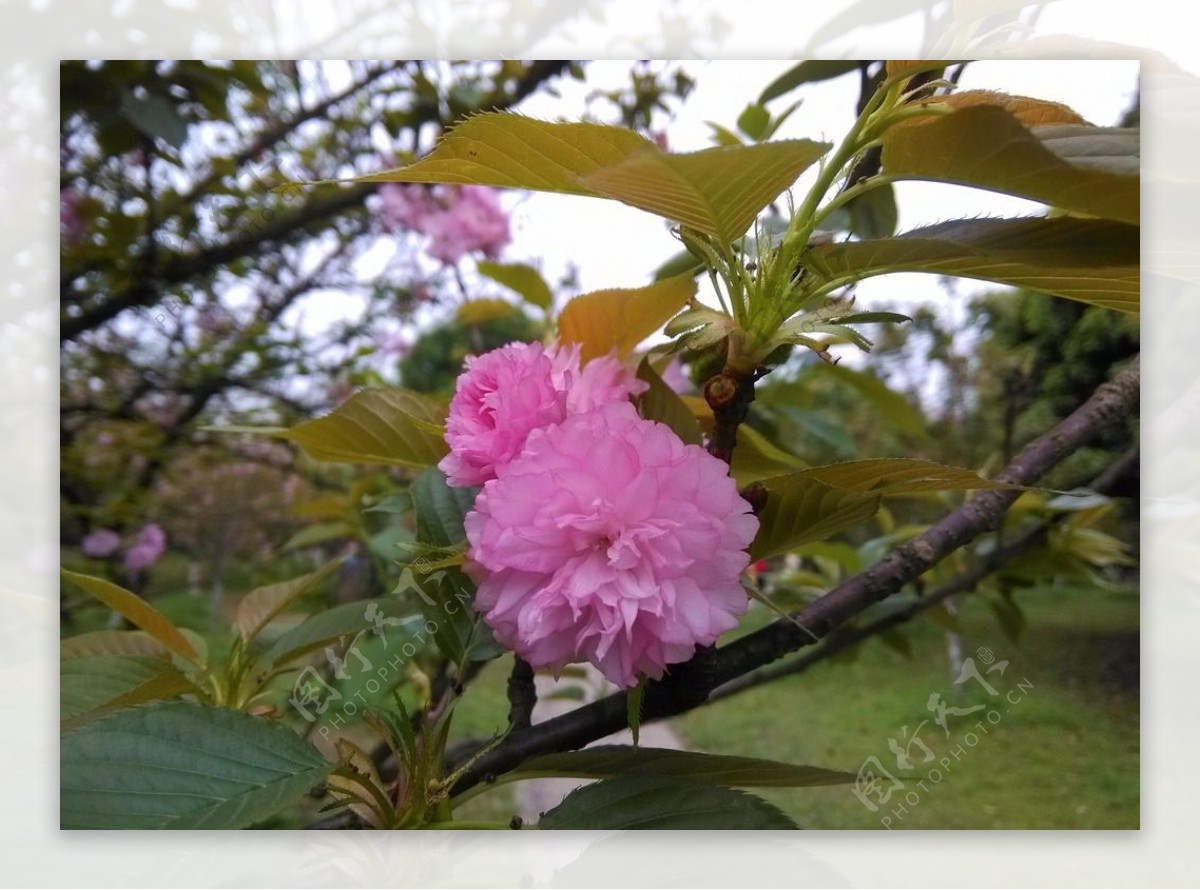 桂林樱花图片