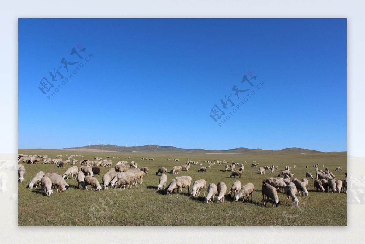 工作的羊群图片