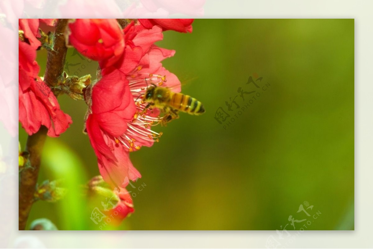 密蜂红花图片