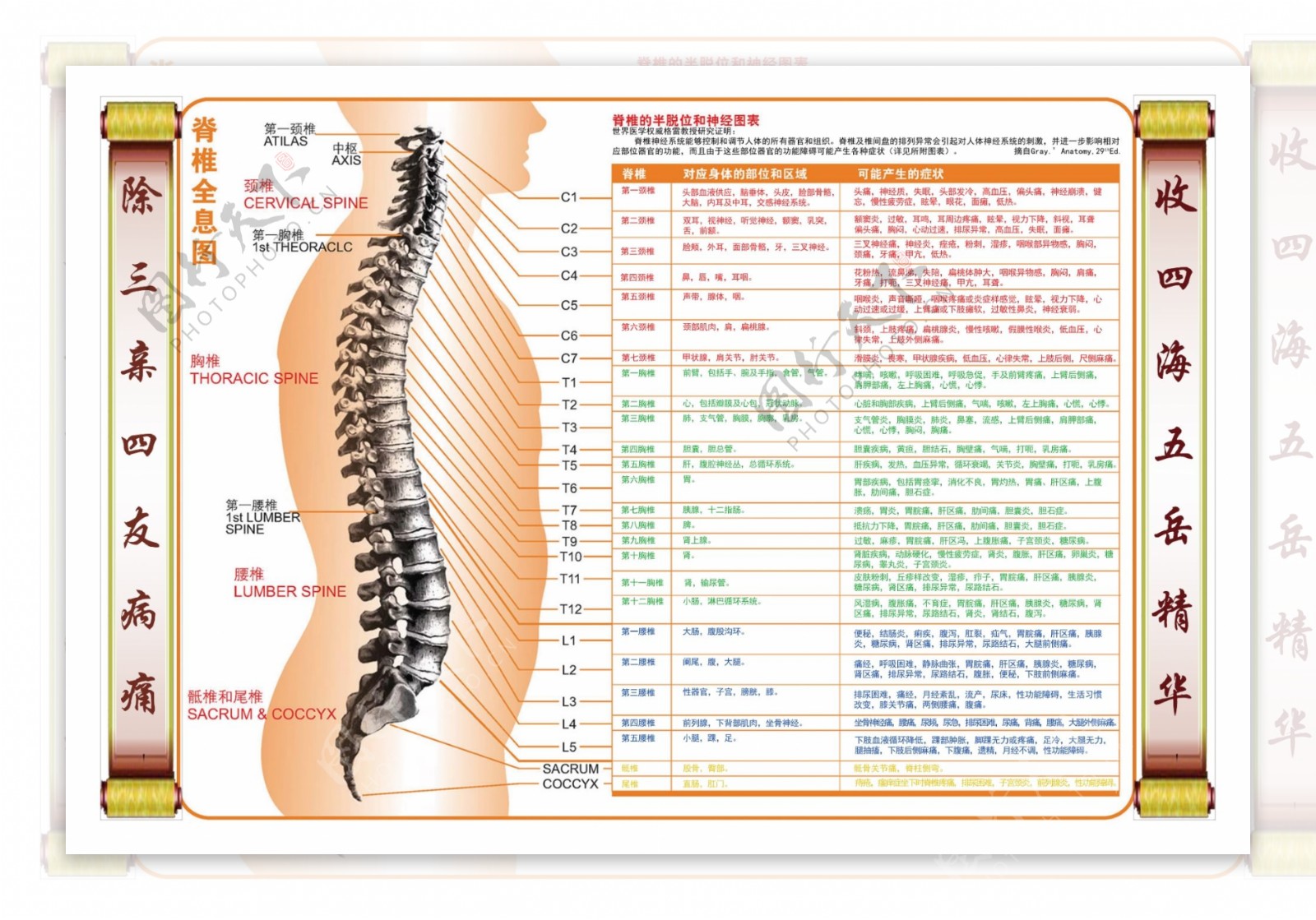 脊柱与相关疾病图图片
