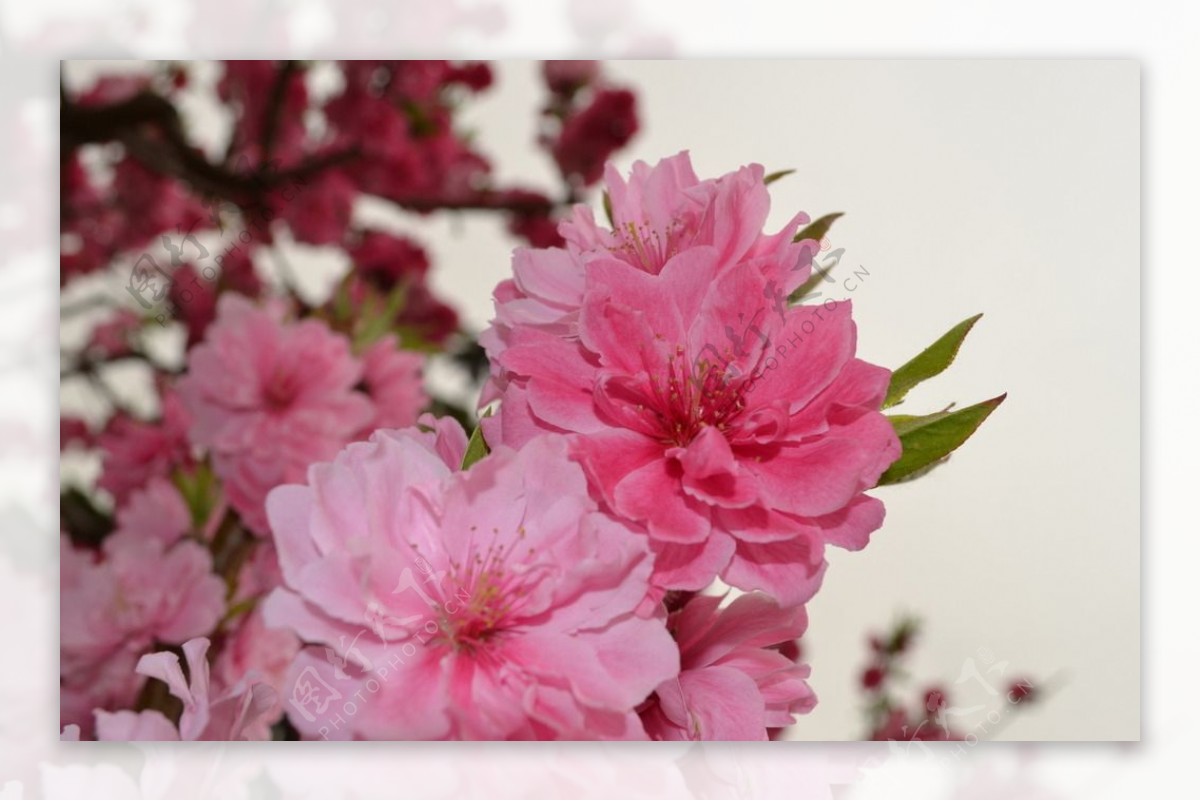 桃花花花草小花生物世界图片