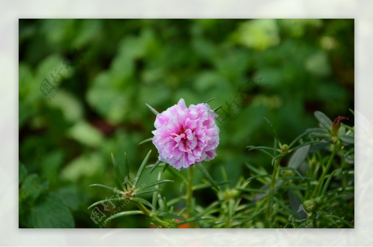 粉红花卉图片