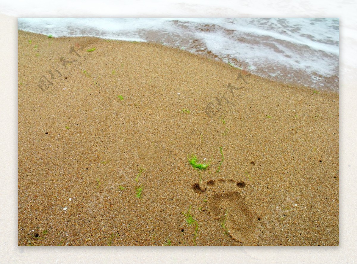 沙滩海藻风景图片