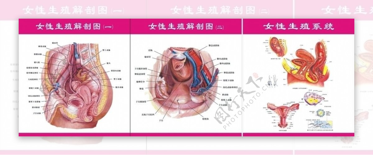 女性生殖解剖图图片