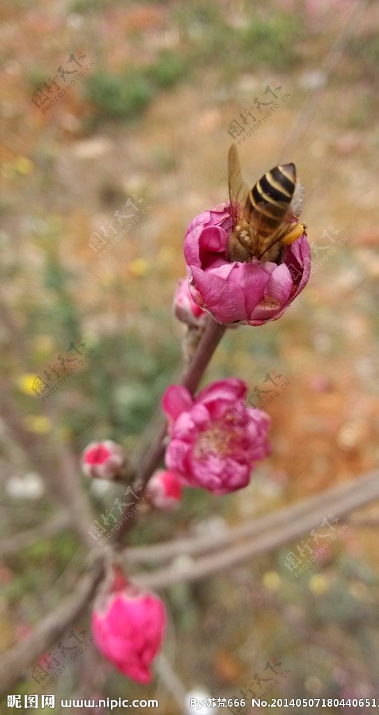 桃花蜜图片