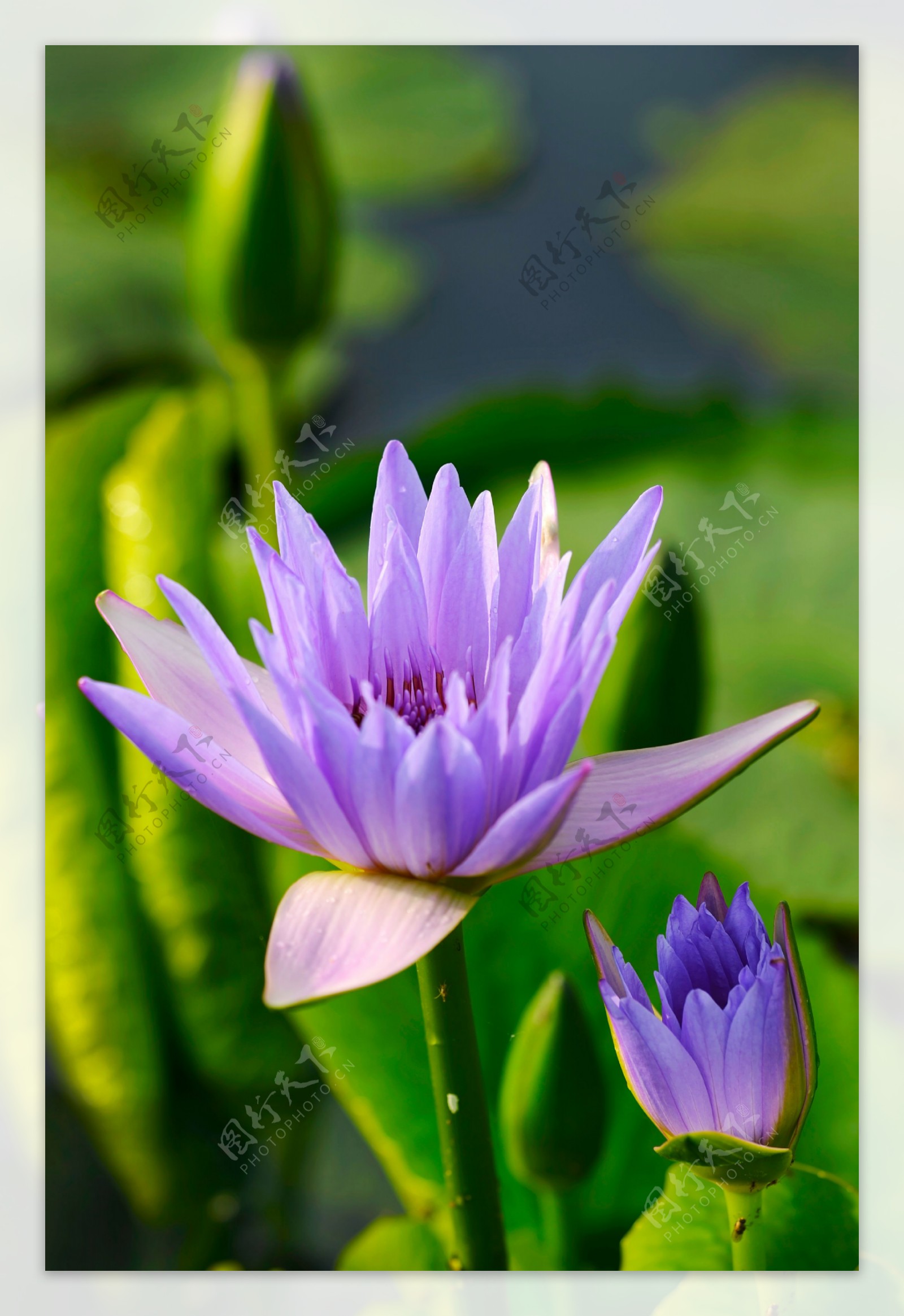 荷花蓝紫色睡莲图片
