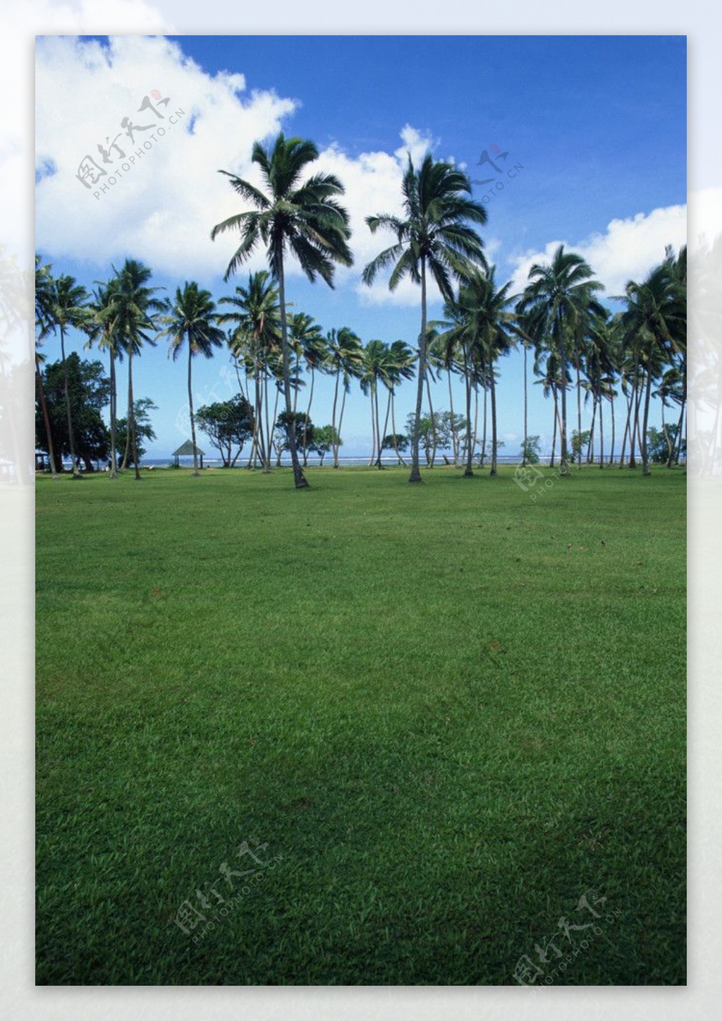草地上的椰子树图片