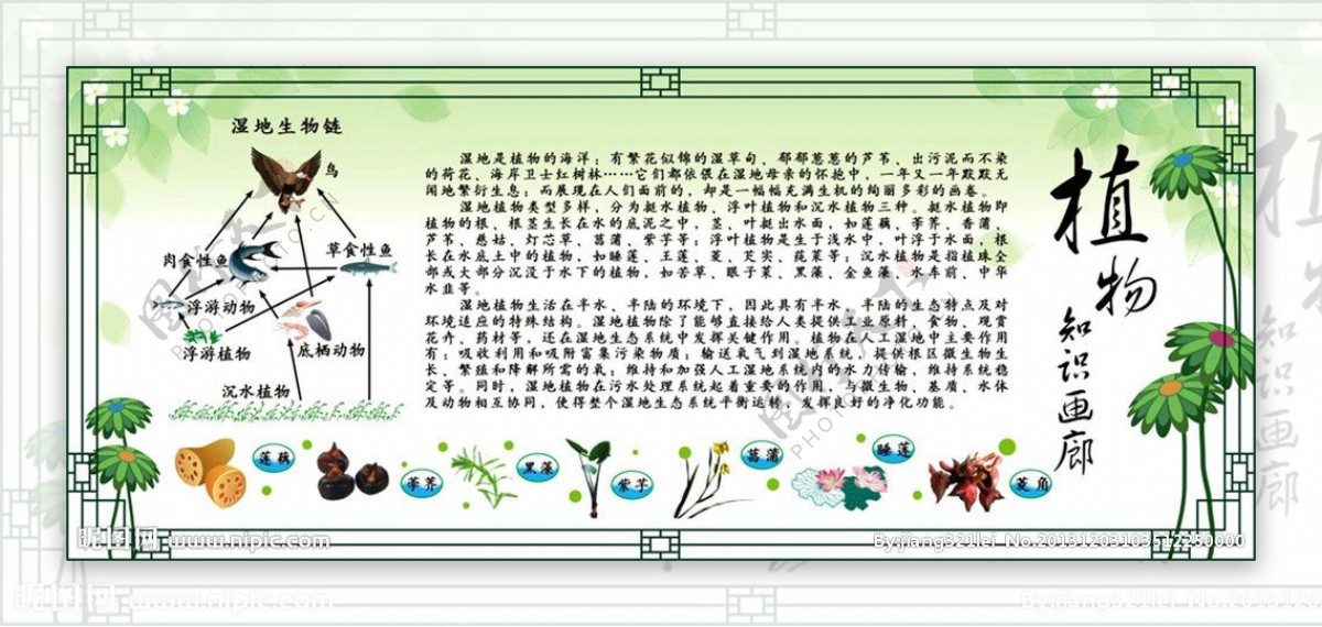 植物知识画廊生物链图片