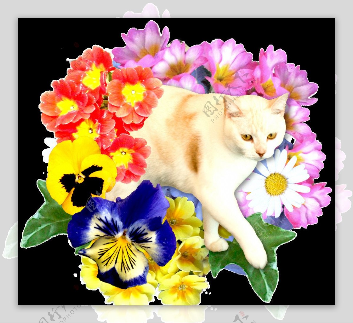 小猫与花卉图片