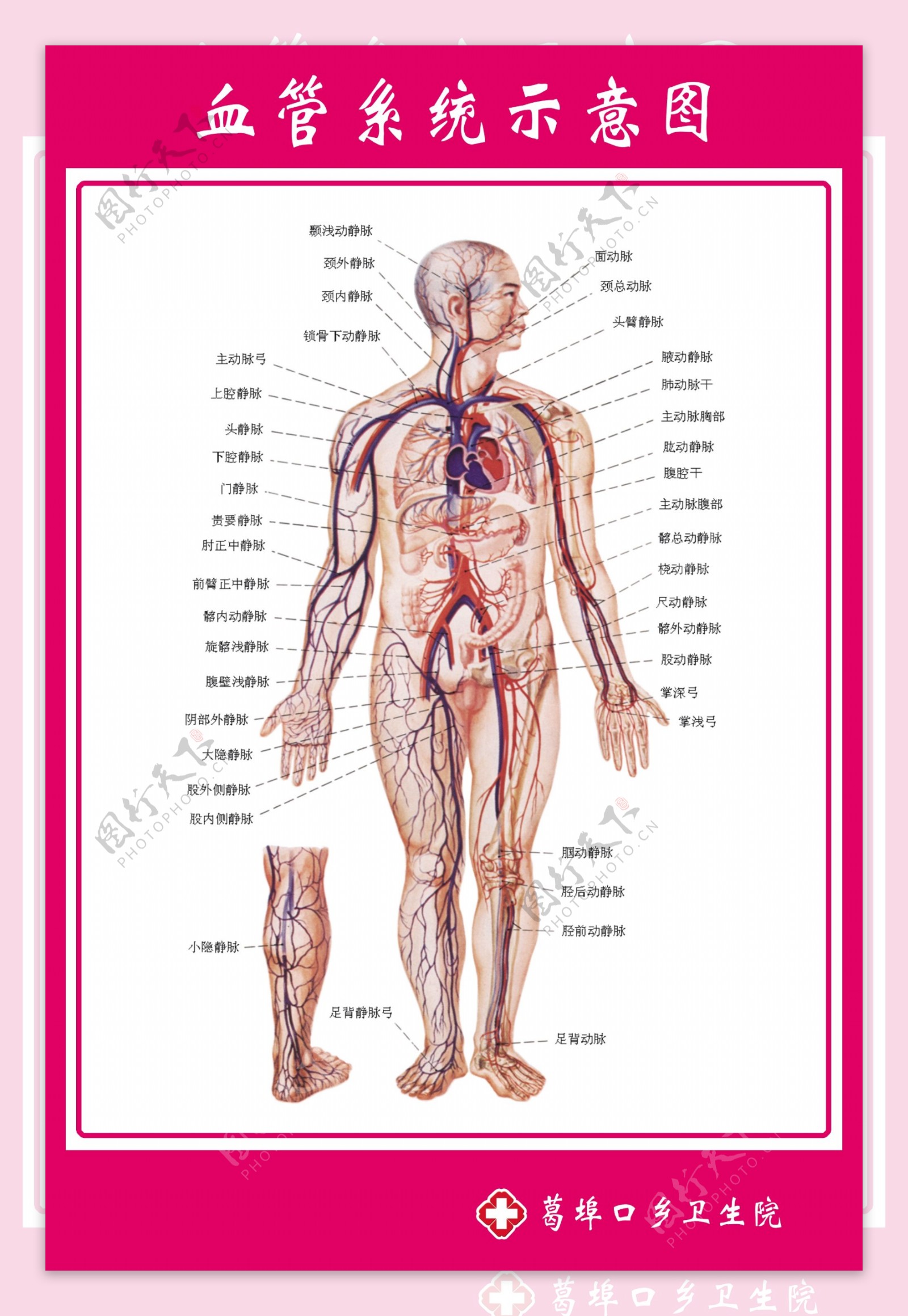 血管系统示意图图片