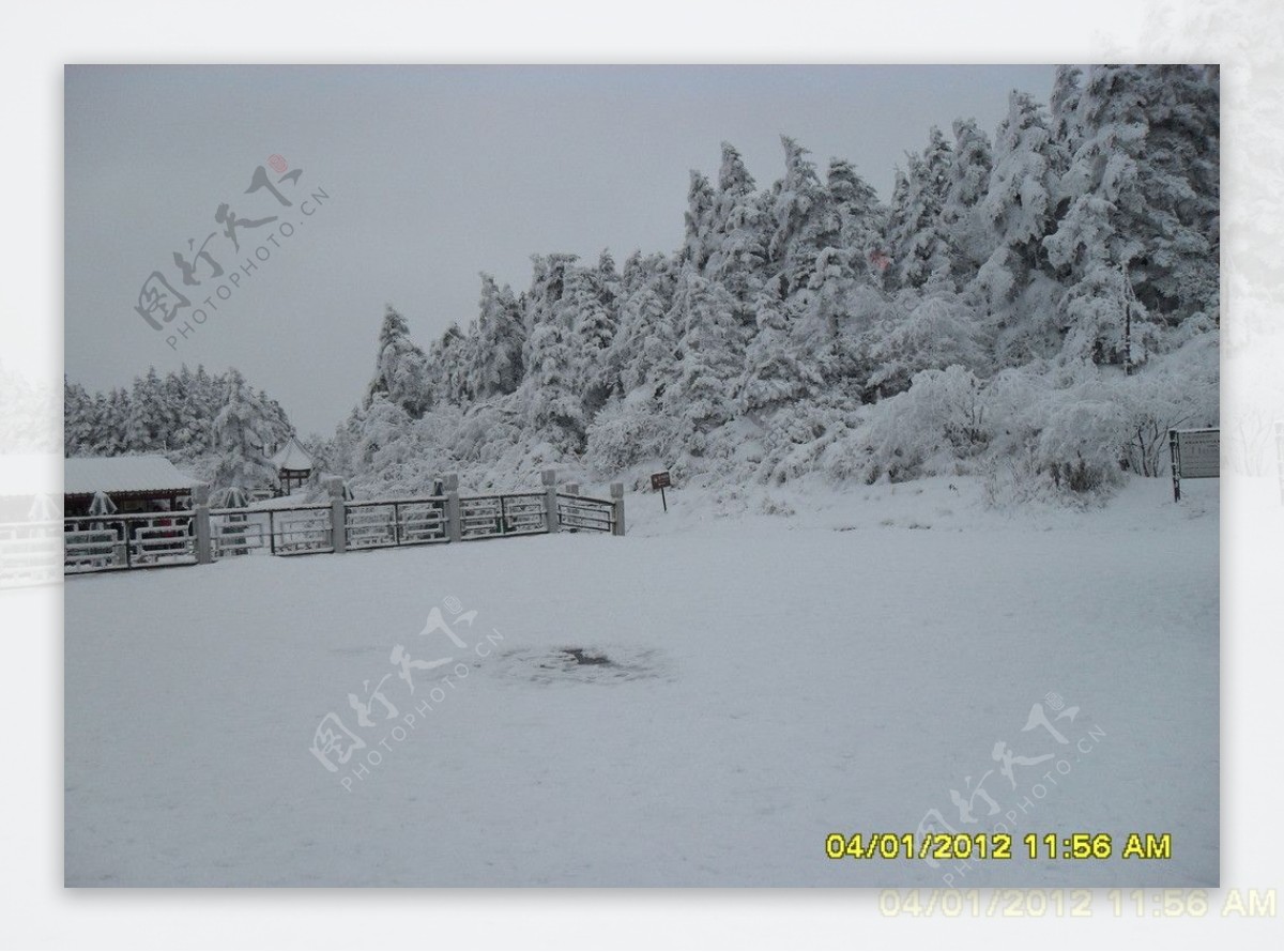 松树雪景图片