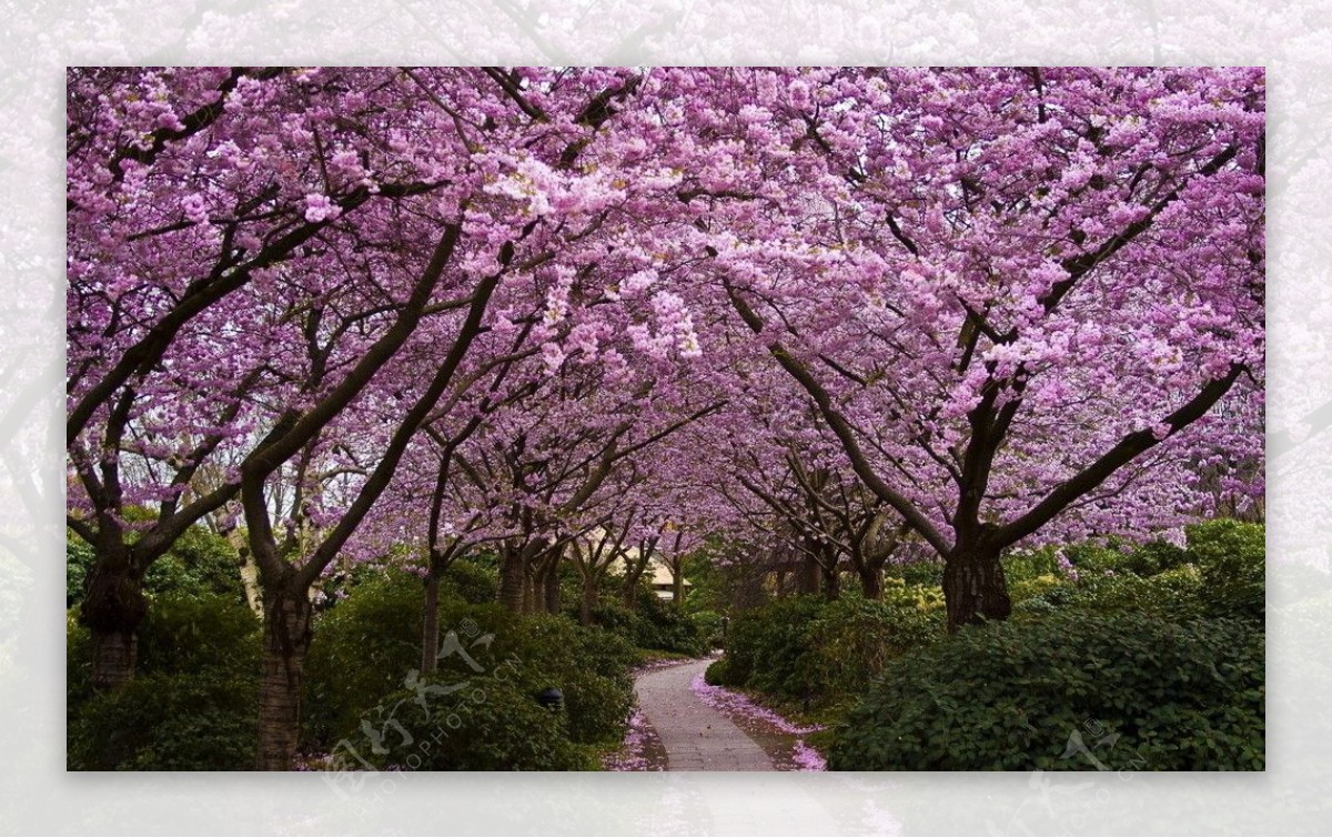 花林小路图片