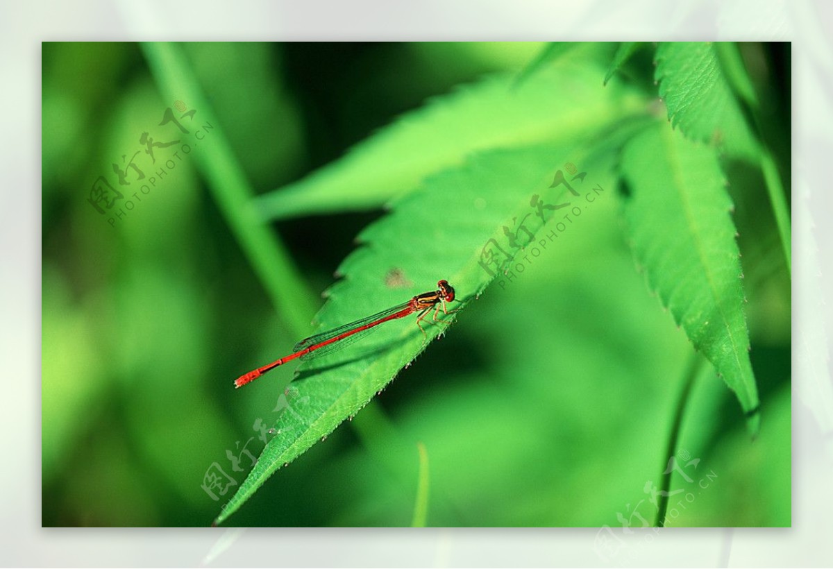 绿叶上的红蜻蜓图片