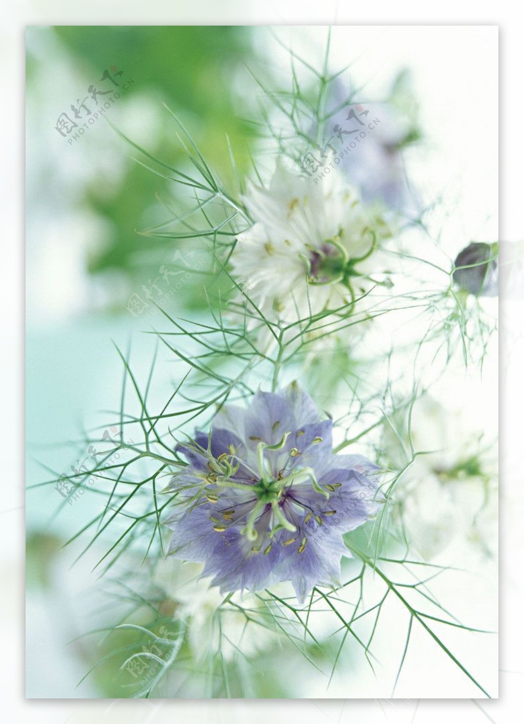花卉艺术图片