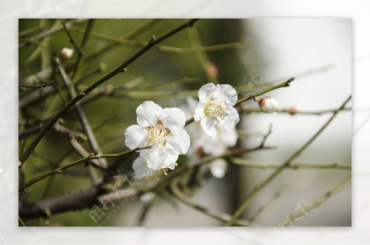 梅花图片