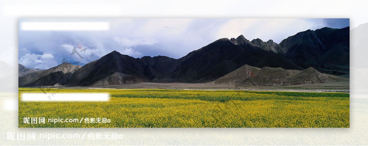 高原油菜花图片