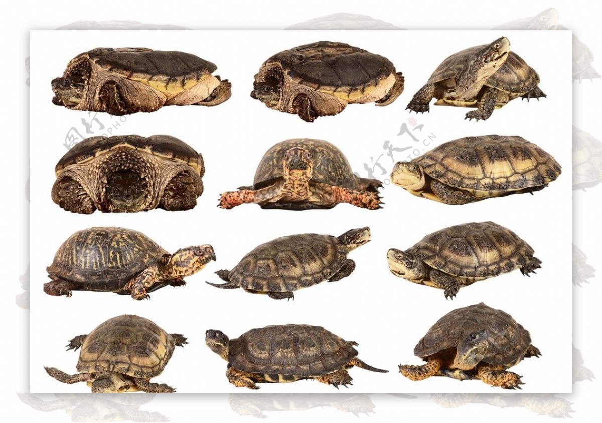 野生乌龟素材图片