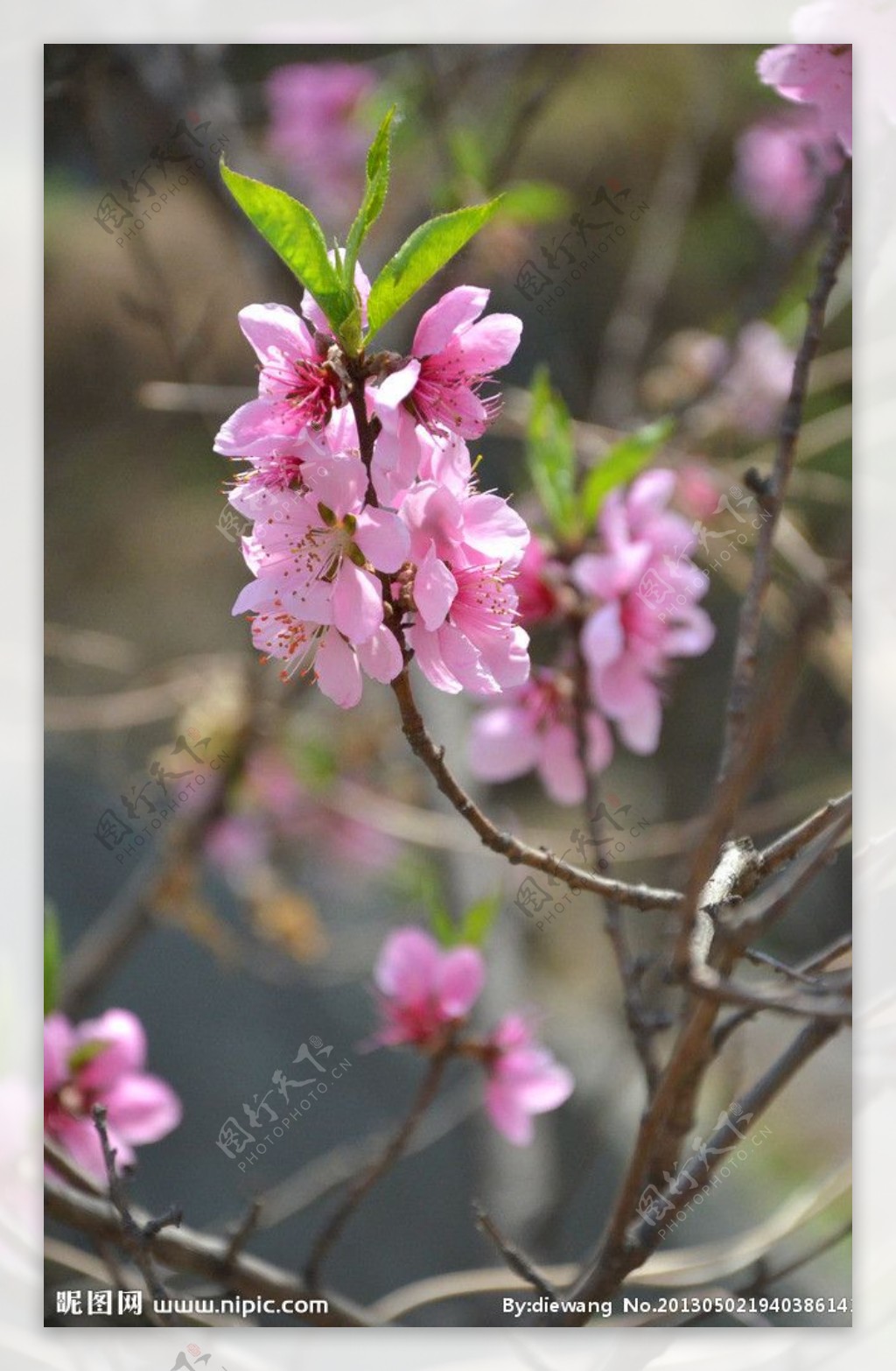 桃花图片