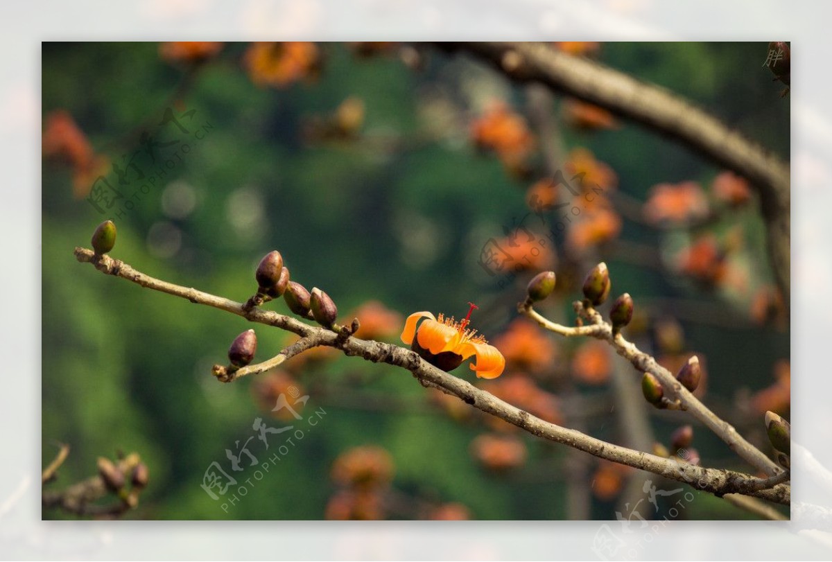 木棉花英雄花图片