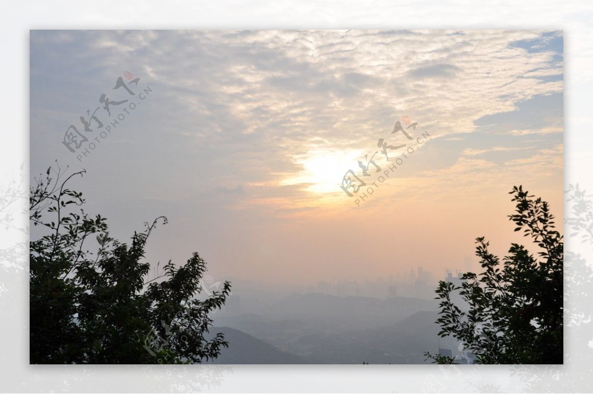 夕阳梧桐山图片