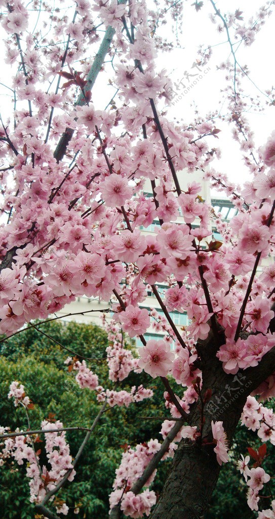 桃花花的世界图片