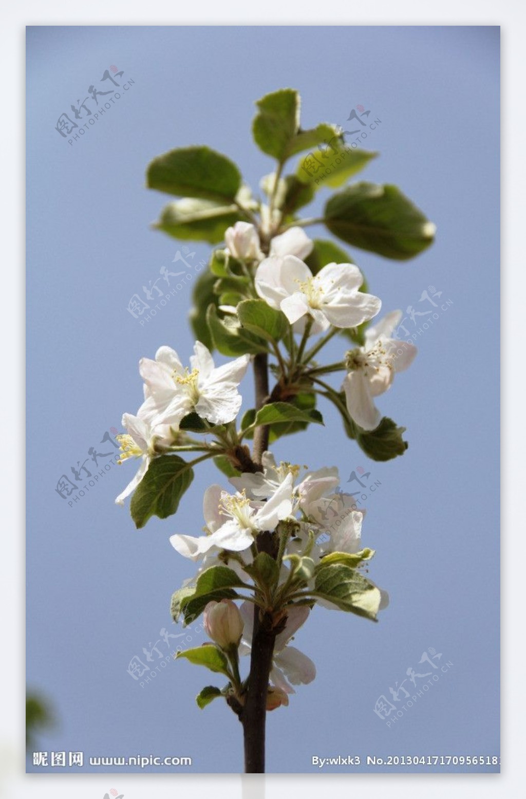 吉县苹果花图片