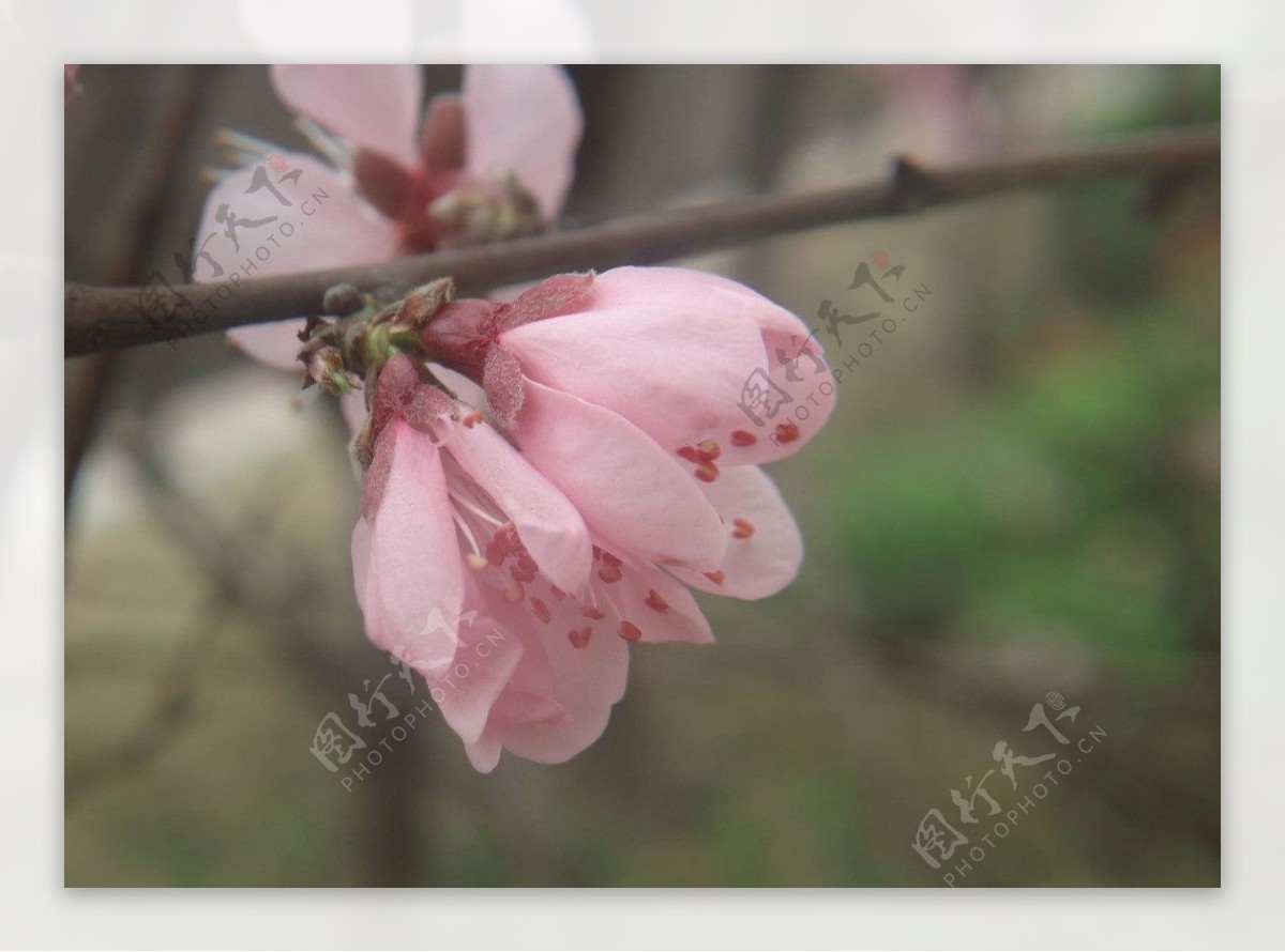 粉红桃花图片