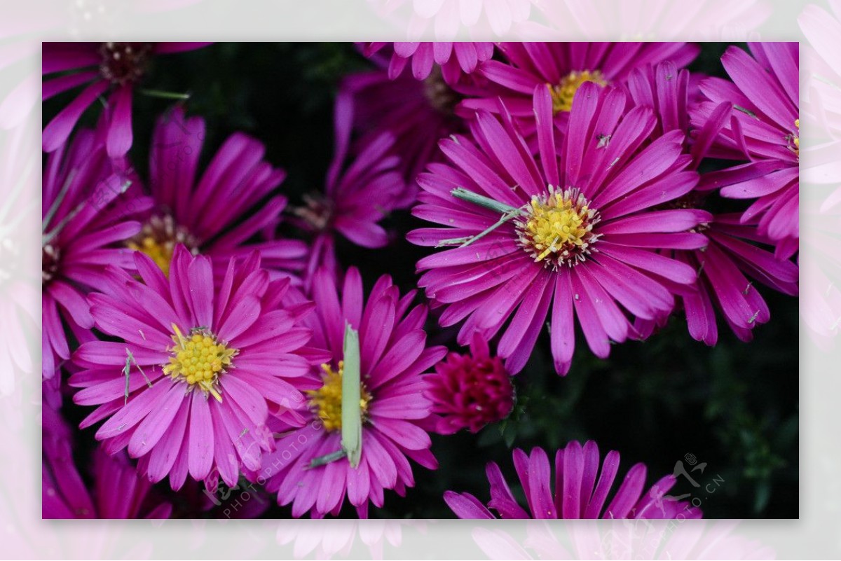 紫色雏菊图片