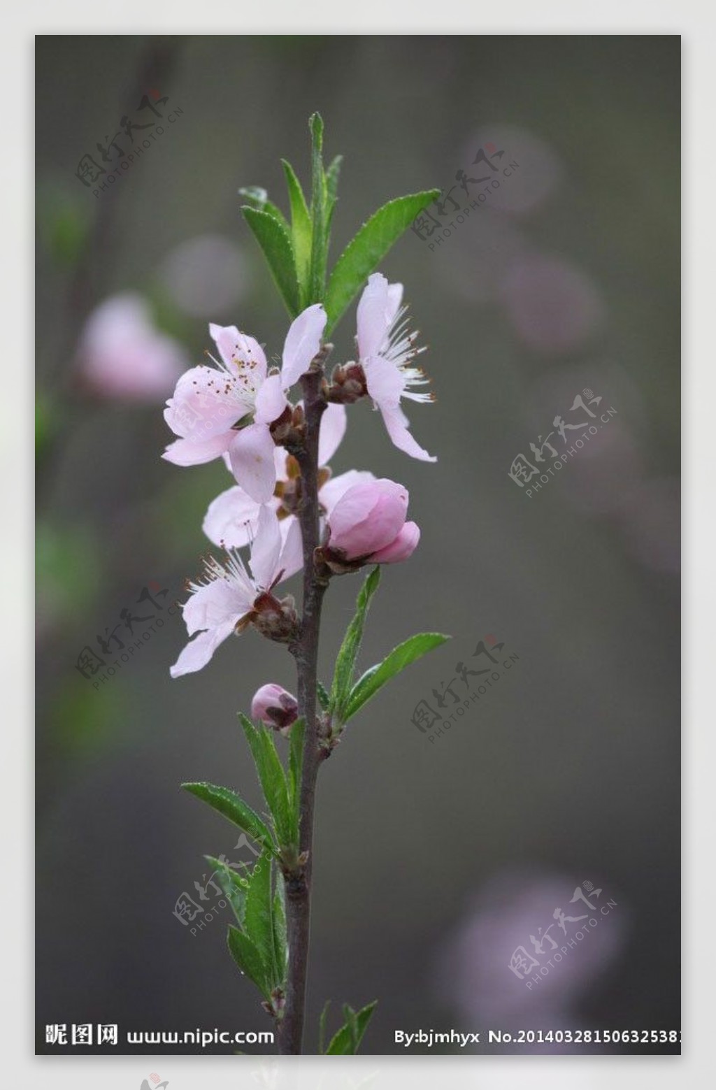 山桃花图片