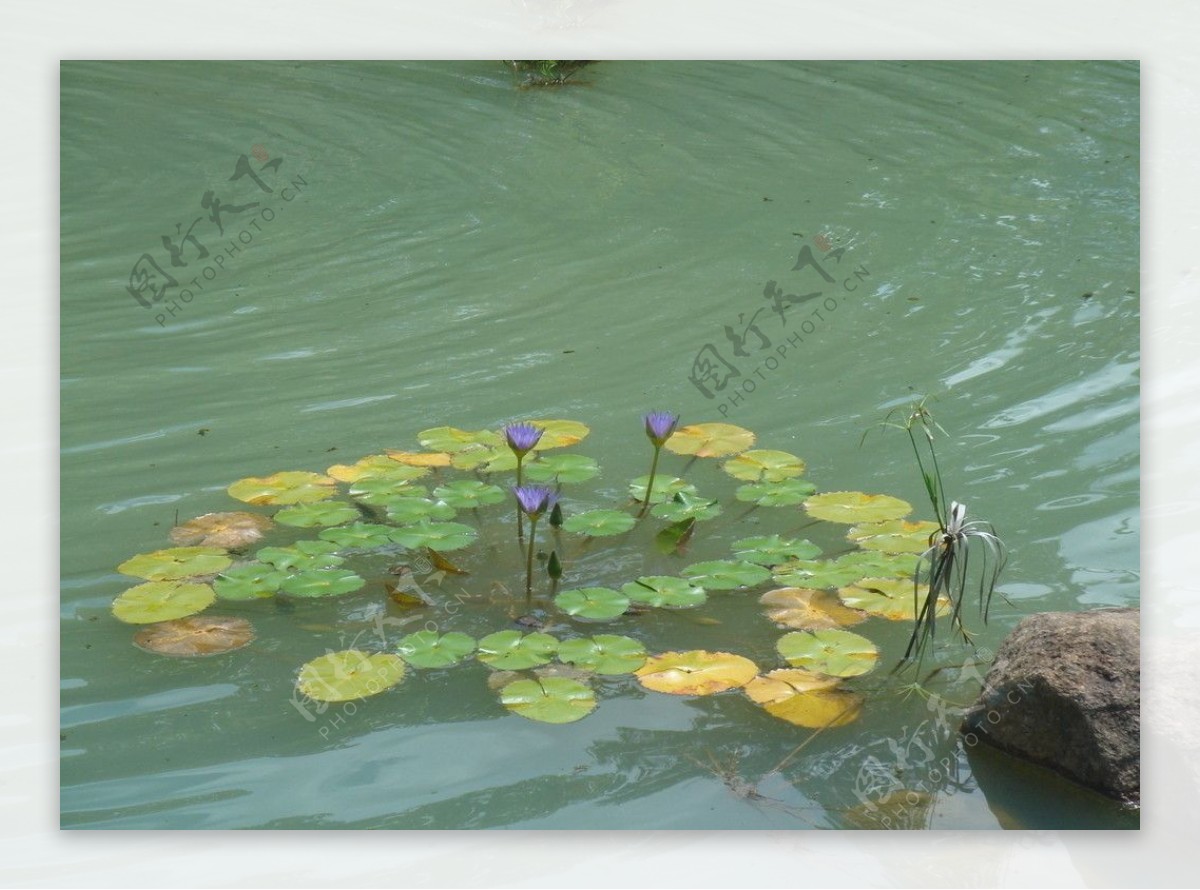 荷花水池自然风景图片