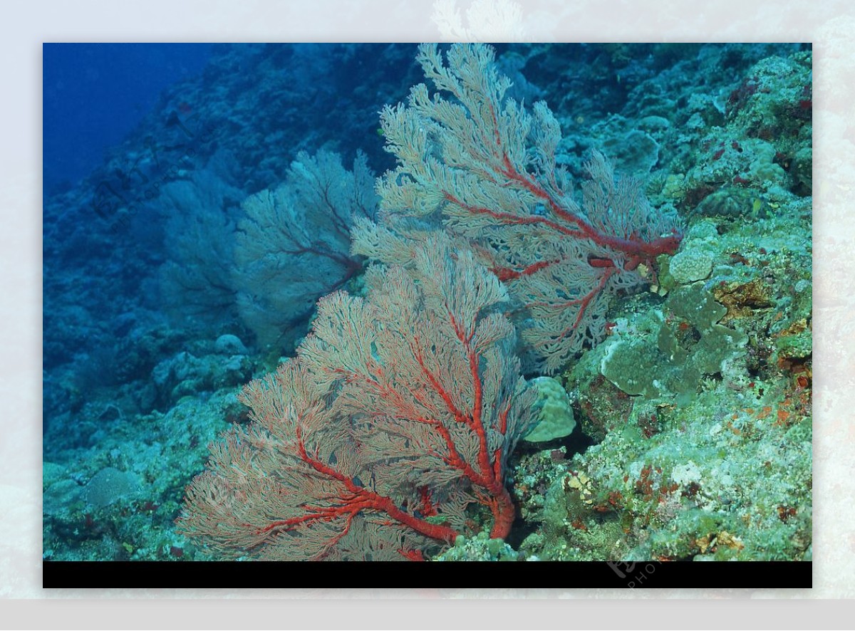 珊瑚海葵海洋生物图片