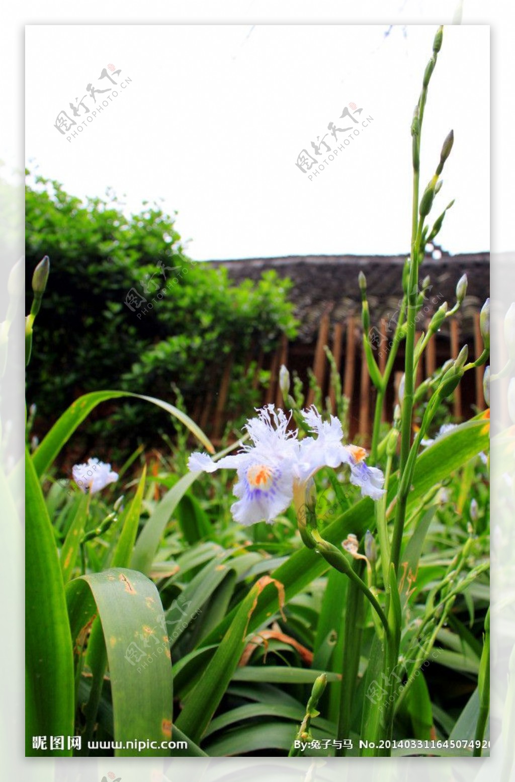 农村民居花草图片