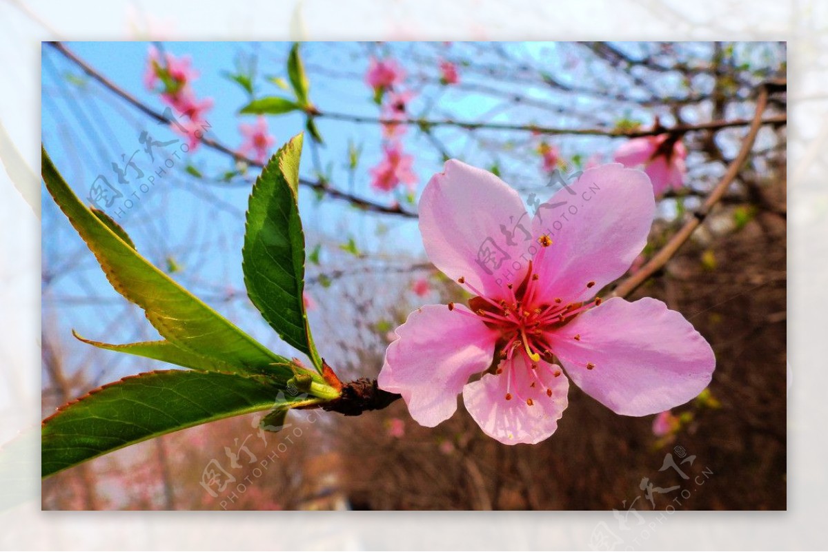 桃花一枝独秀图片