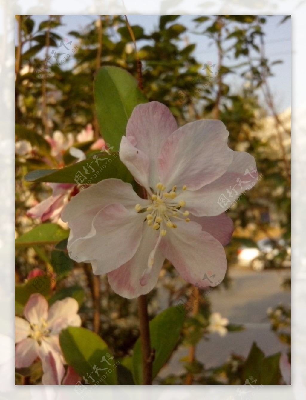 杏花花朵图片