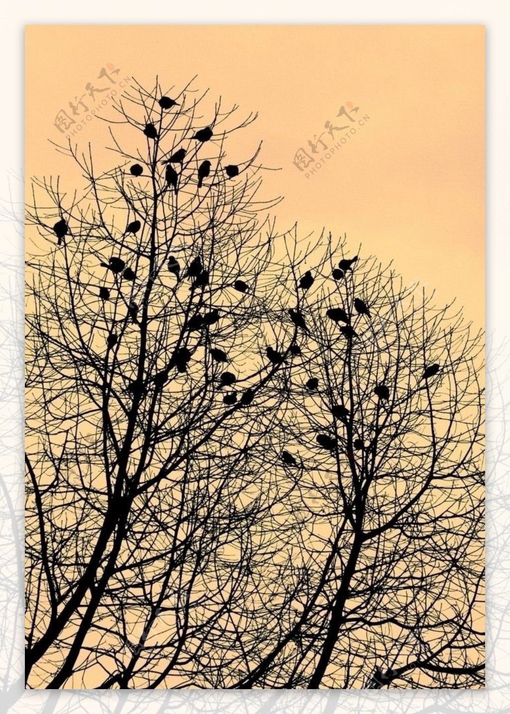 鸟栖树图片