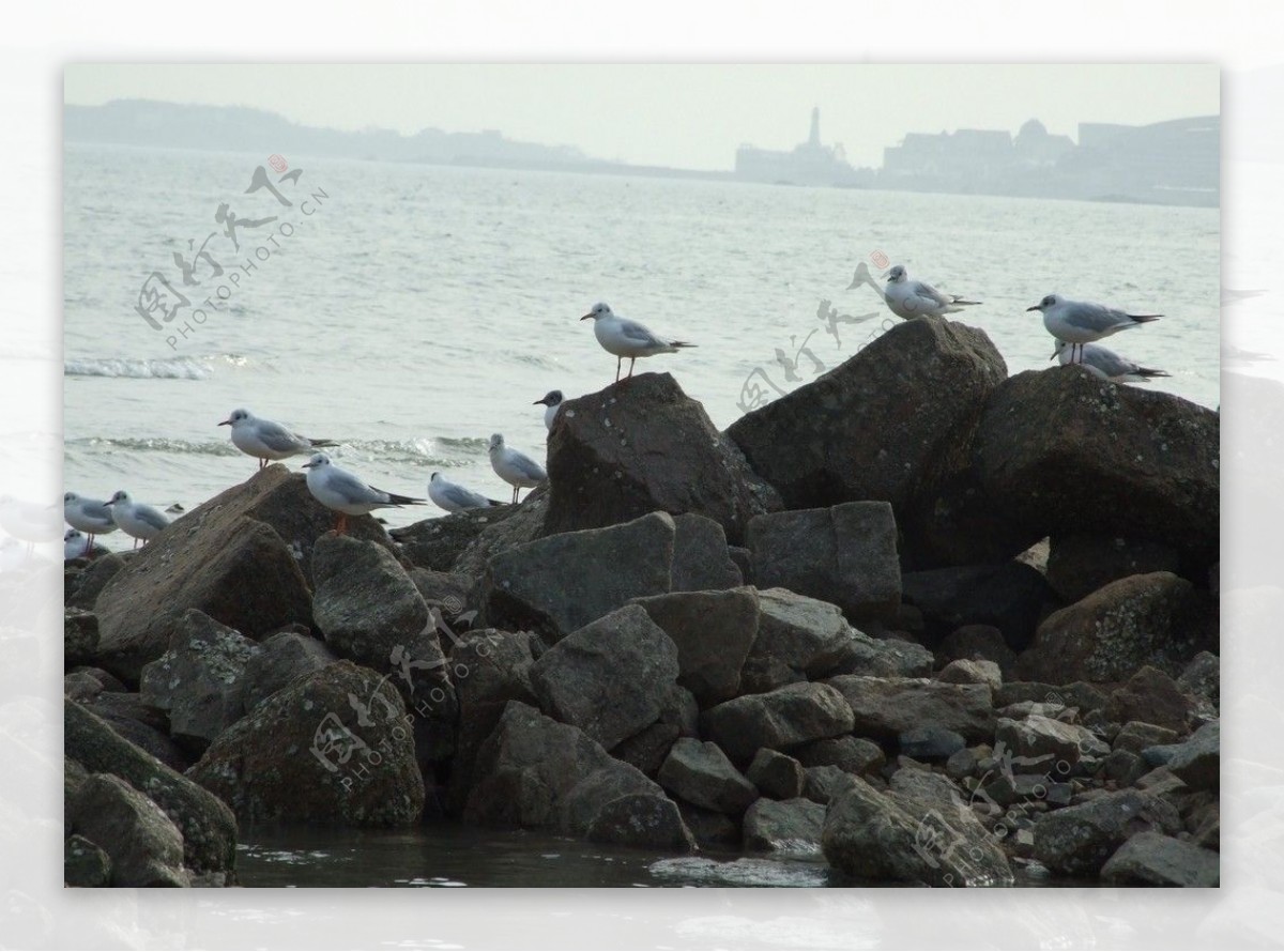 石上海鸥图片