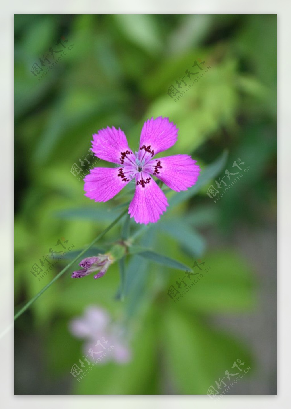 紫色野花植物野外摄影图片