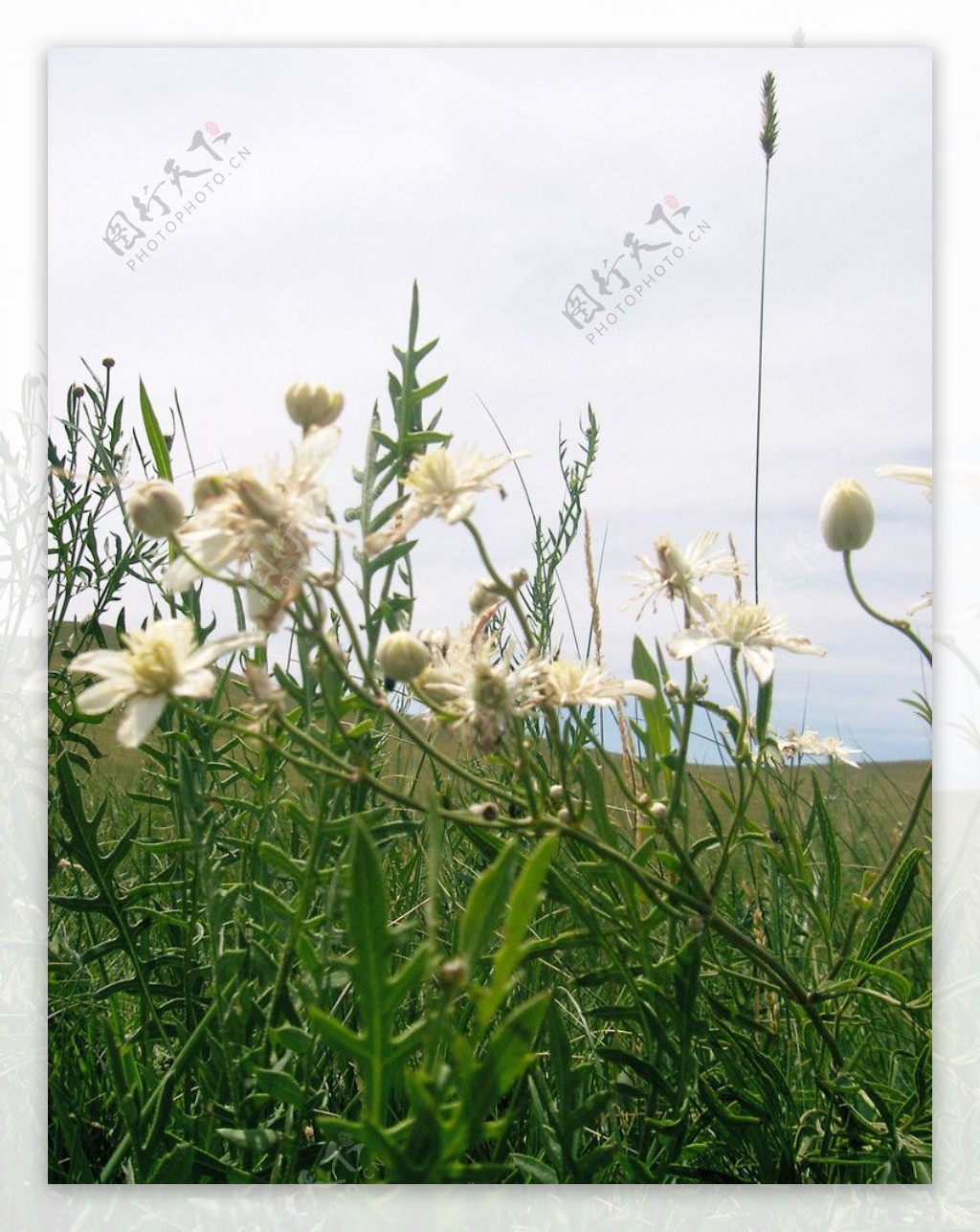 内蒙草原上生长的白色野花我不知道名字图片