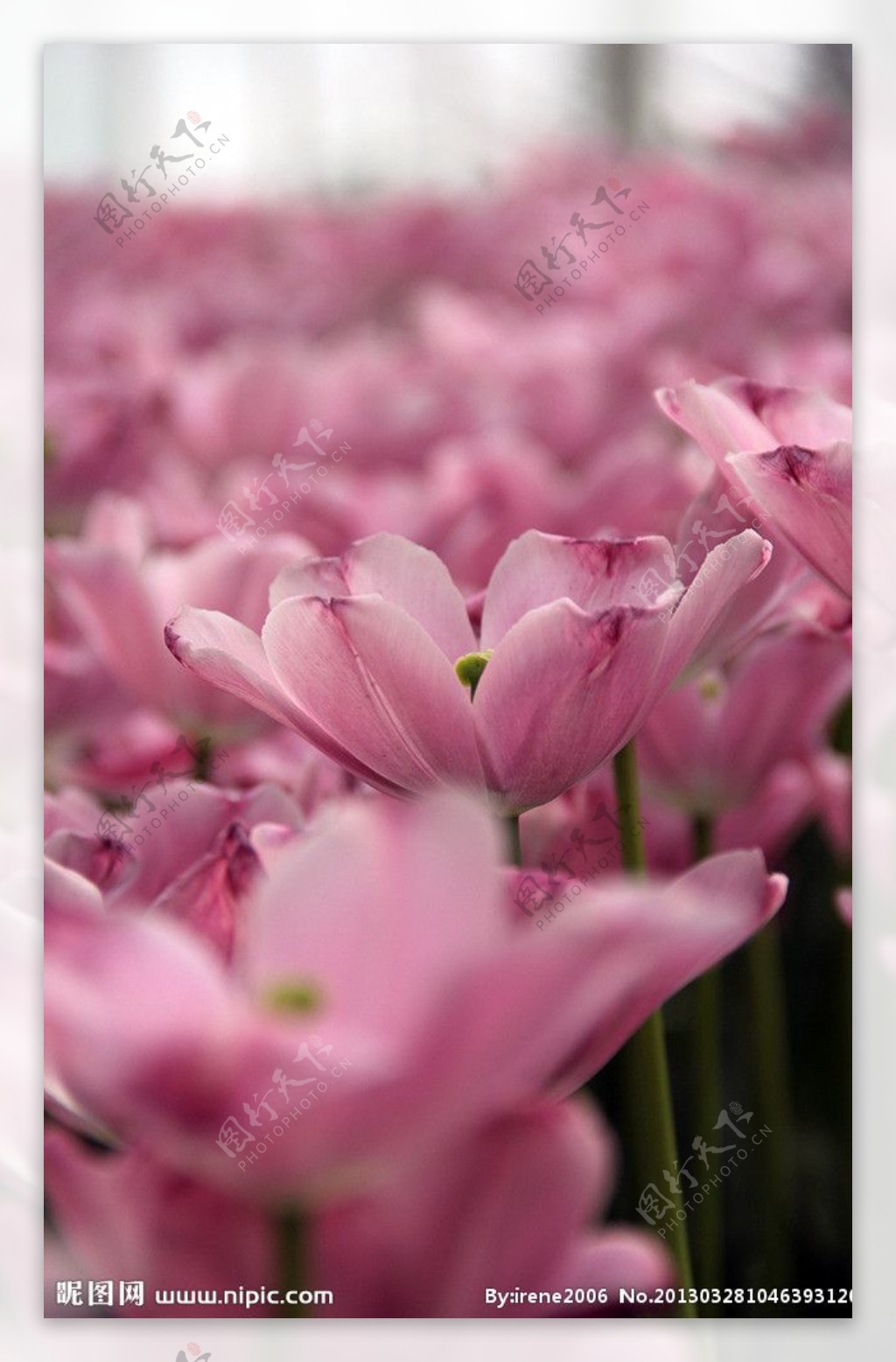 粉色花丛粉色小花图片