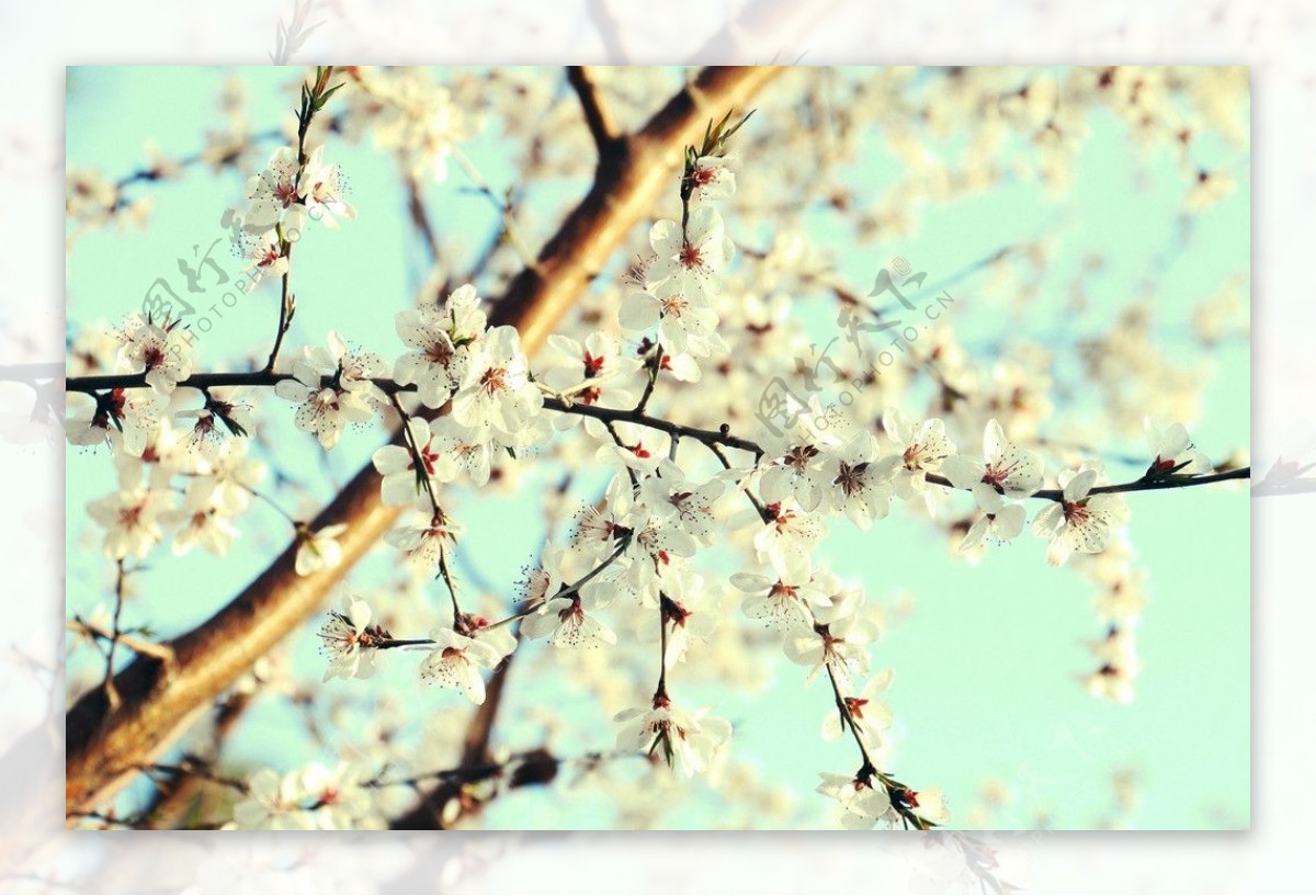 枝上樱花图片
