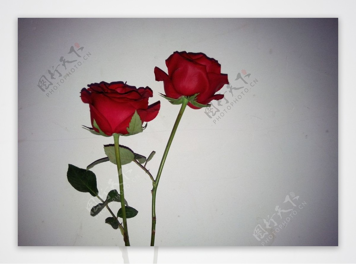 一束玫瑰花图片素材_免费下载_jpg图片格式_VRF高清图片500086960_摄图网