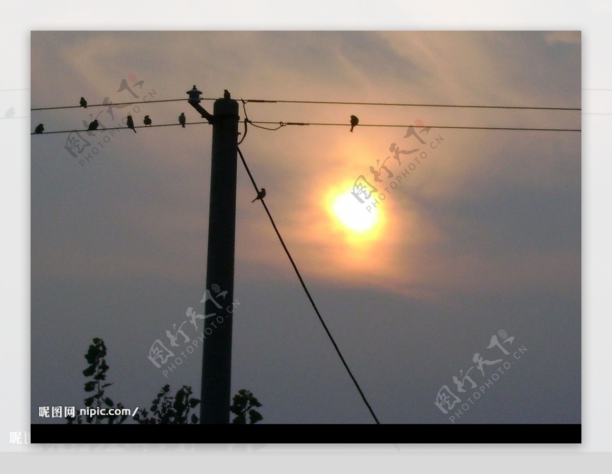 夕阳麻雀图片