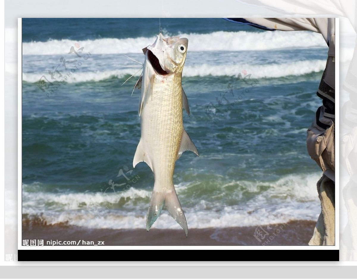 海南滩钓马友鱼图片
