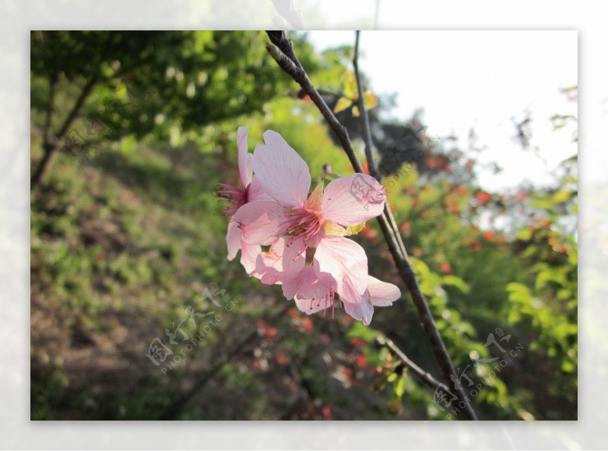 阳光下的一枝樱花图片