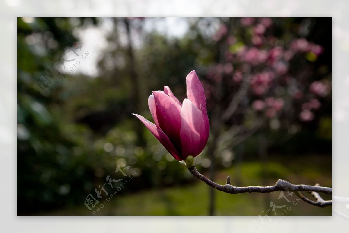 玉兰花图片