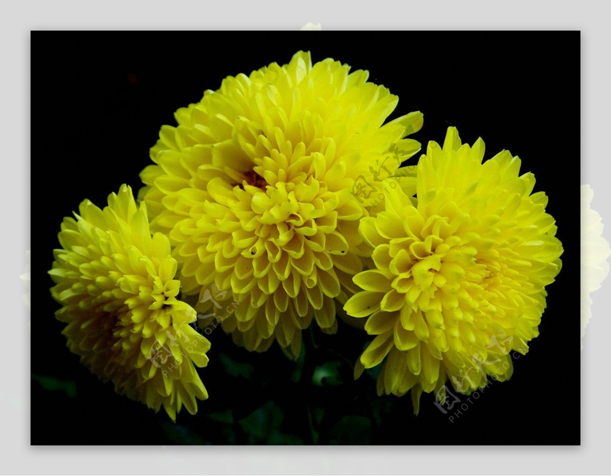 花卉摄影图片