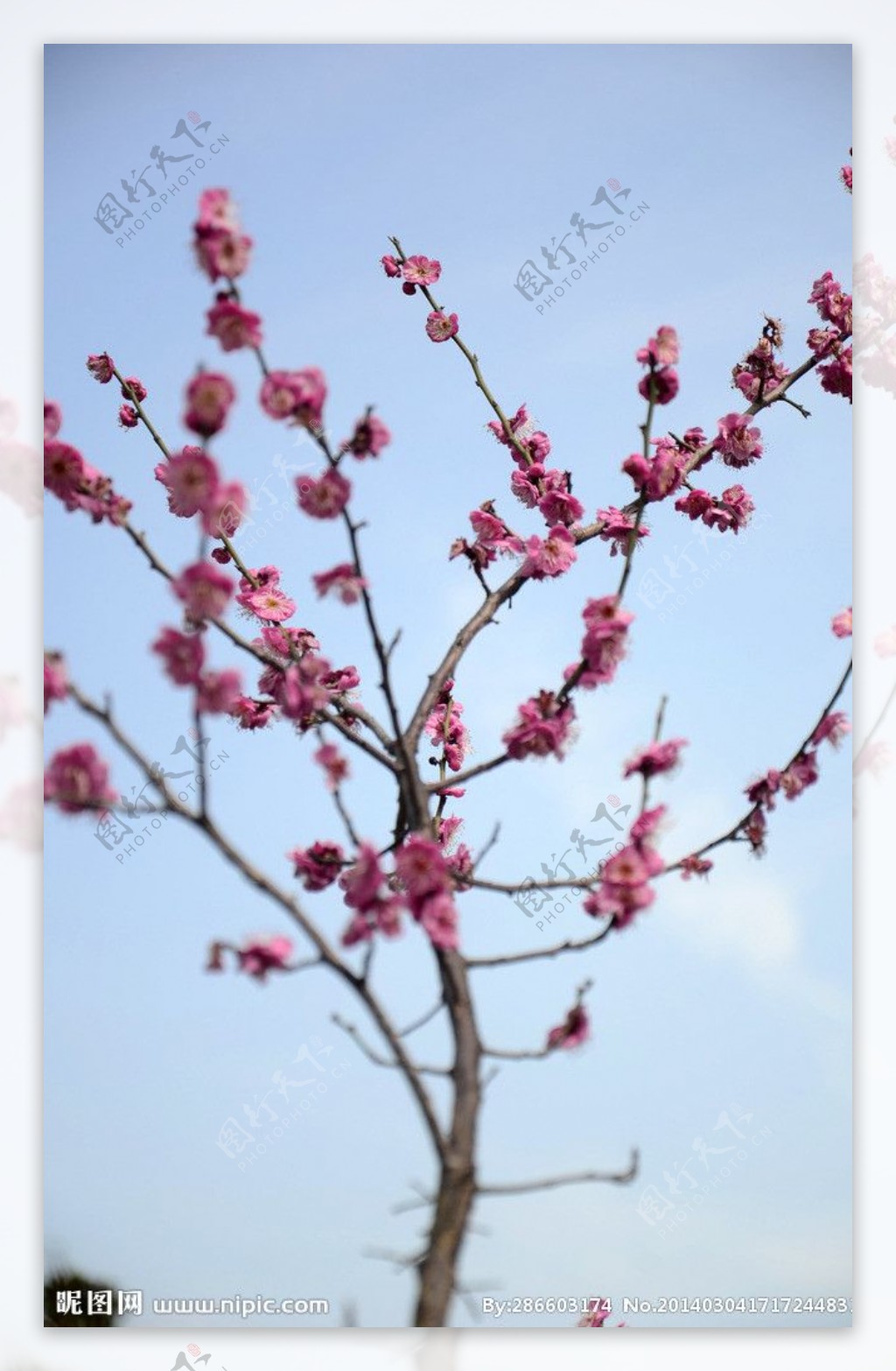 梅花腊梅图片