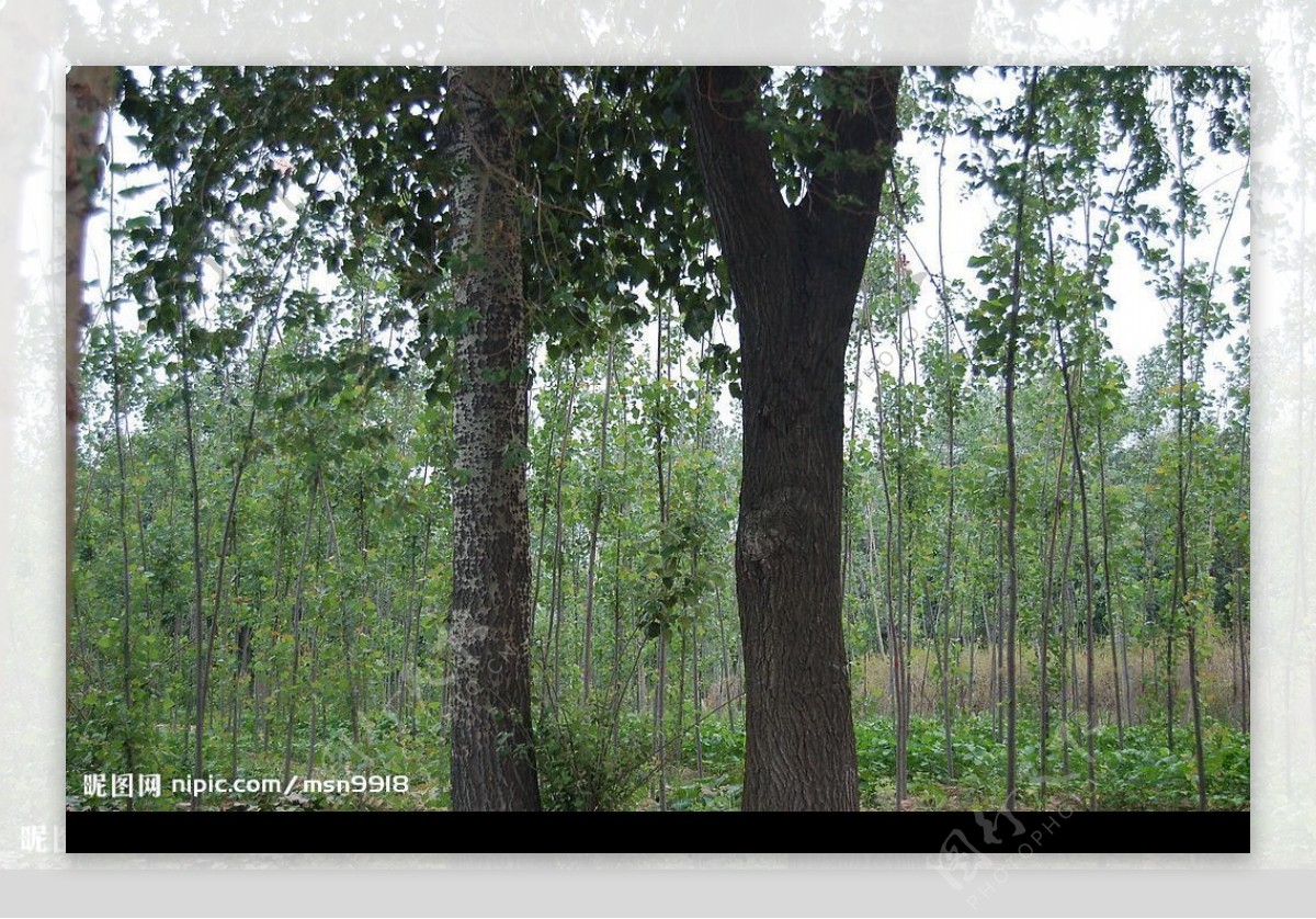 葱郁的杨树林图片